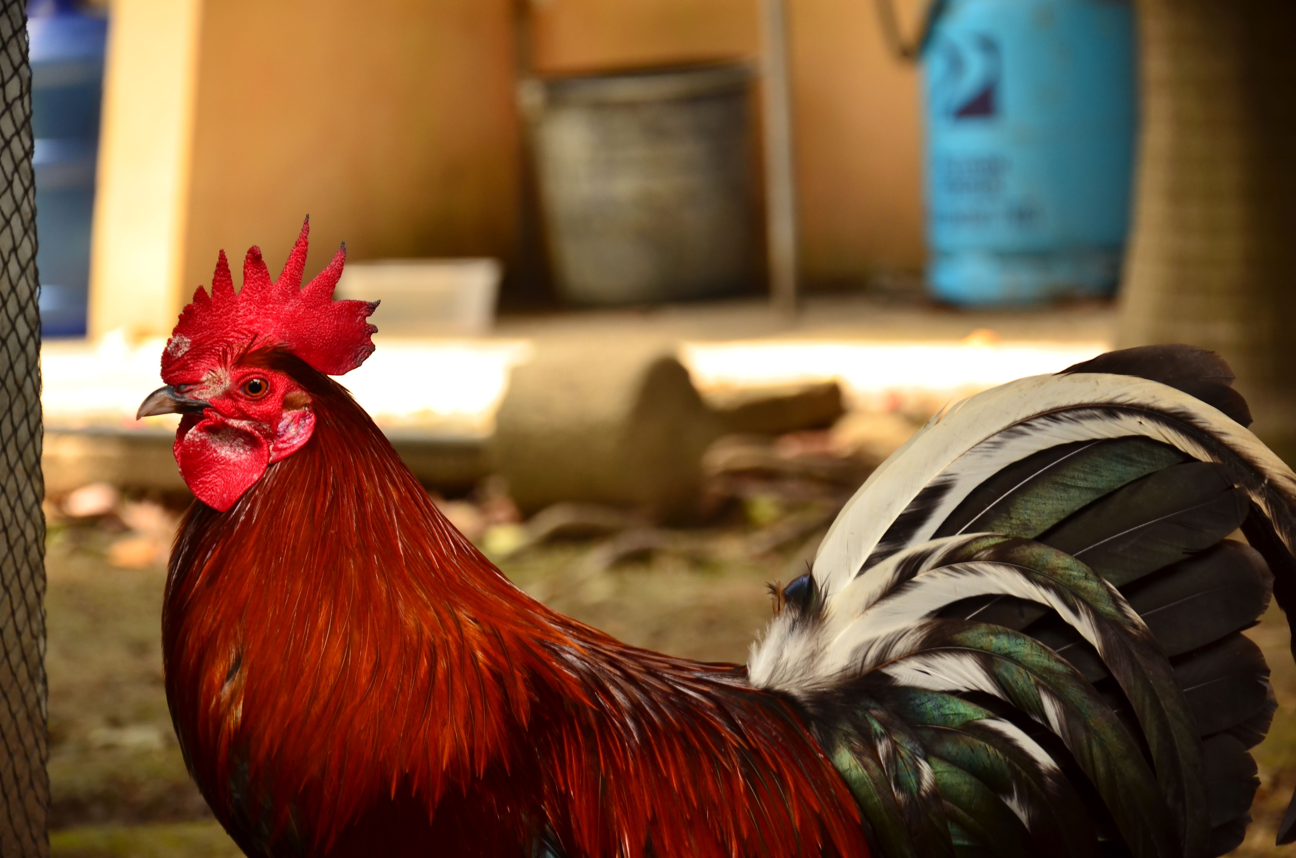 Free Stock Photo Of Animal Farming Rooster