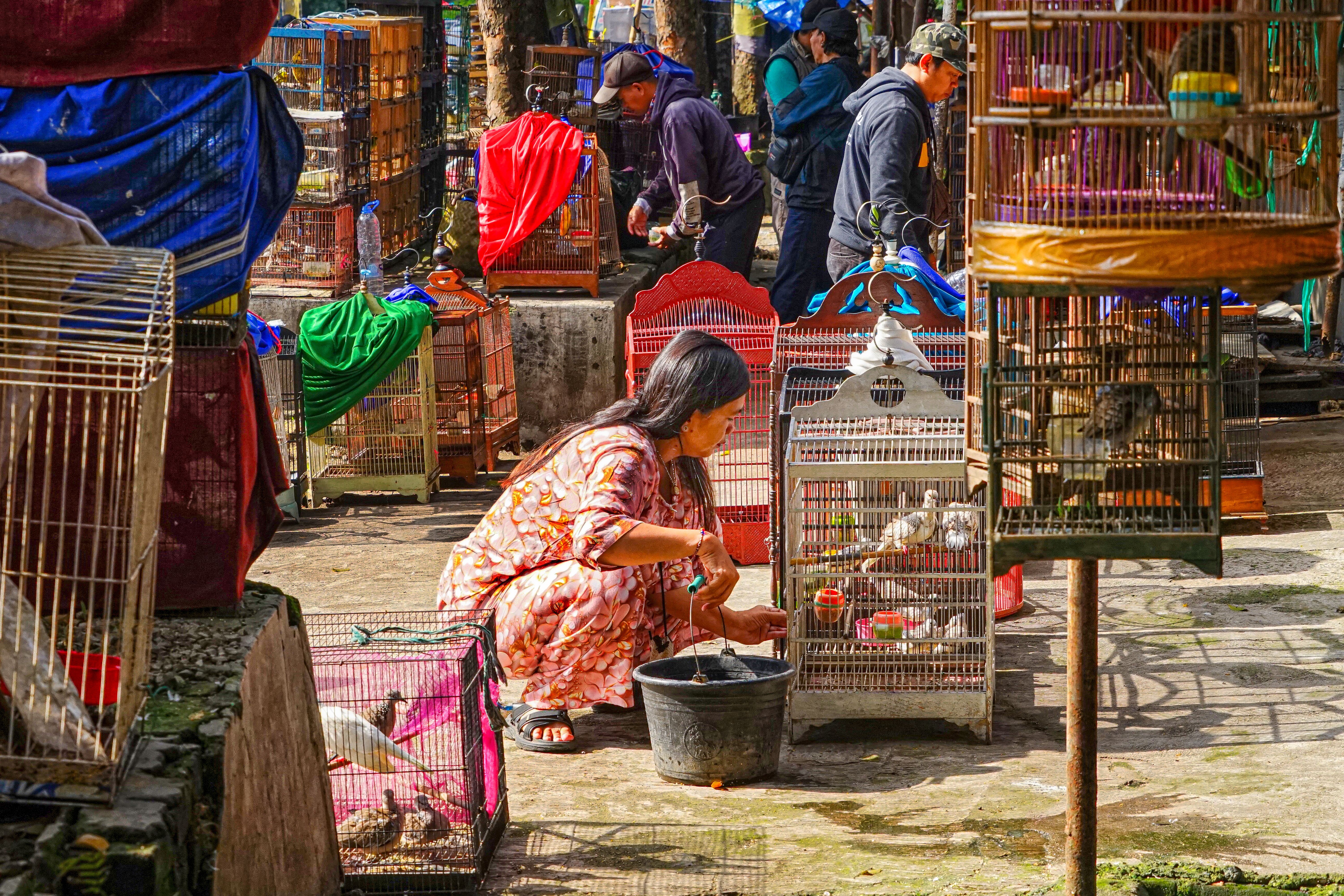 A woman tends to birds in a lively outdoor market in Jawa Barat, Indonesia.