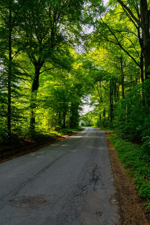 Free A tranquil country road through a lush green forest with dappled sunlight, perfect for nature lovers. Stock Photo