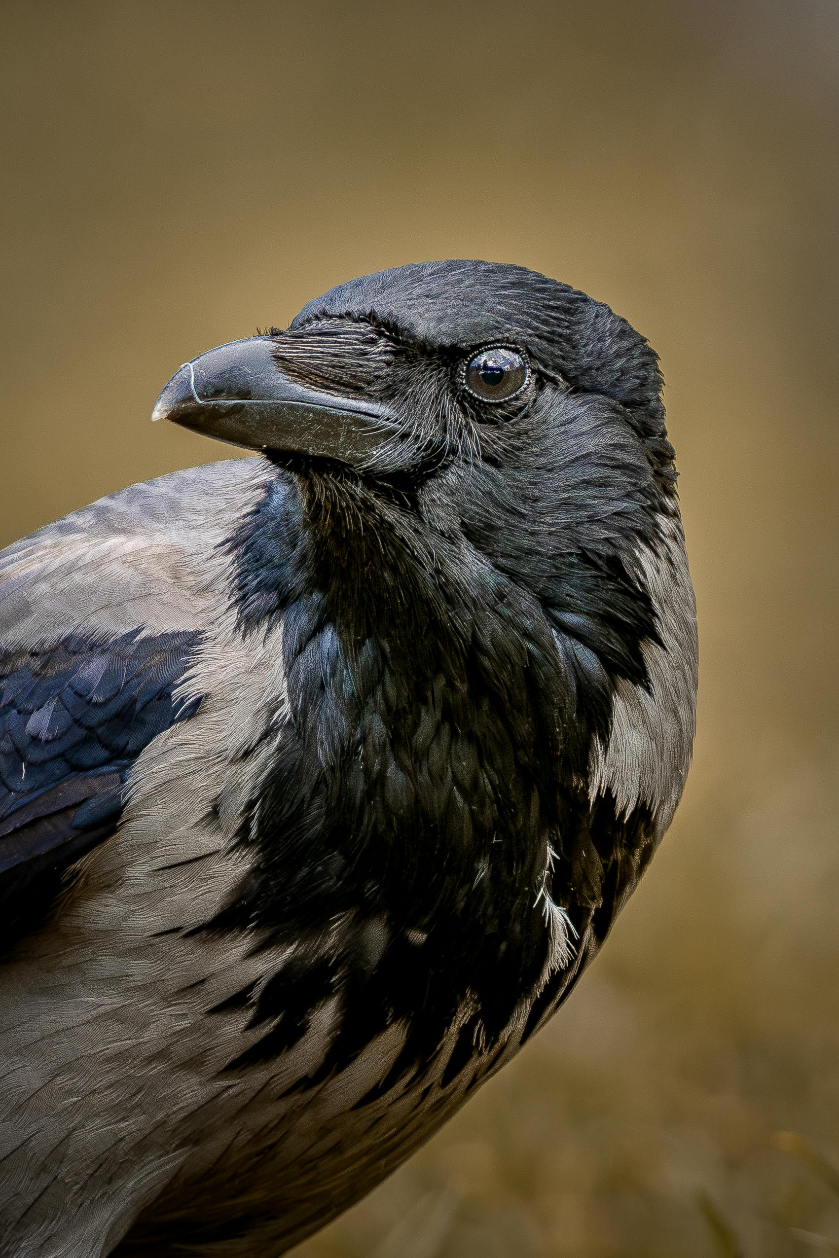 Detailed portrait of a hooded crow showcasing its unique plumage and natural habitat.