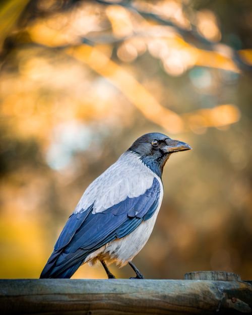Free A hooded crow perched on a wooden fence with a blurred natural background. Stock Photo