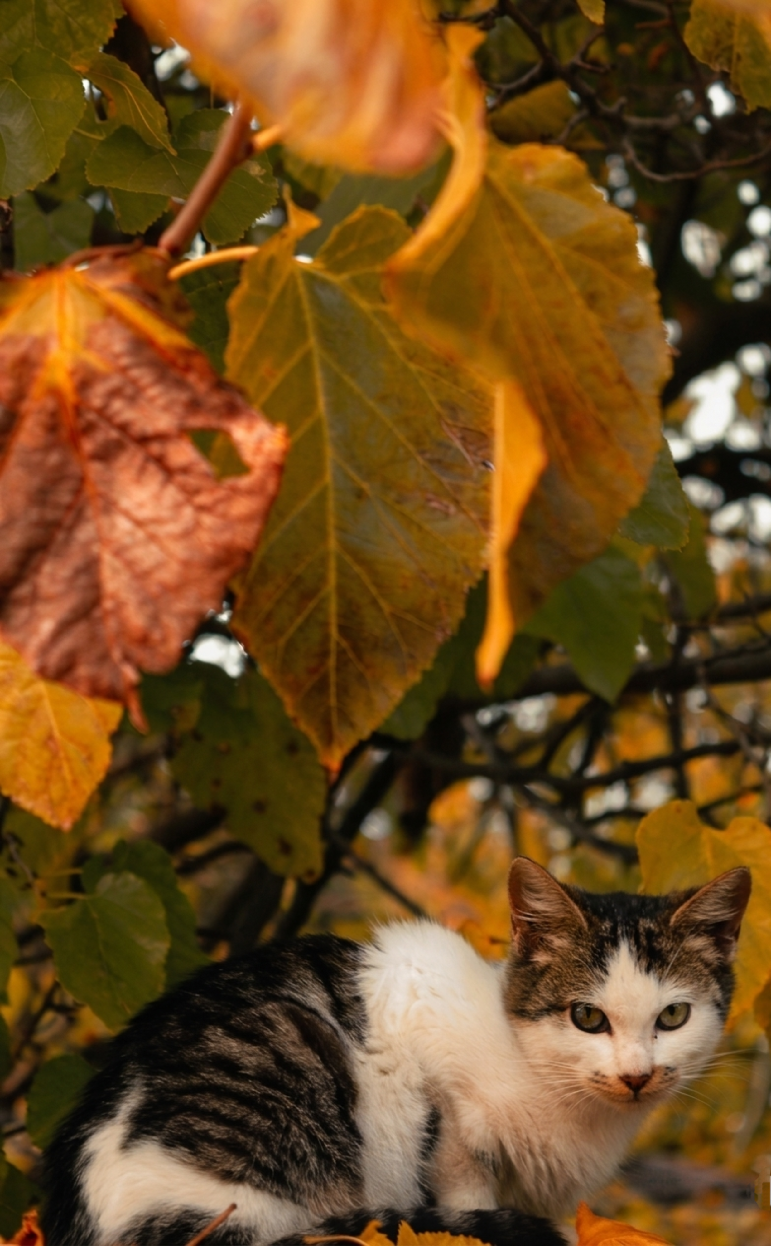 Fluffy Cat Seated Under Autumn Leaves · Free Stock Photo