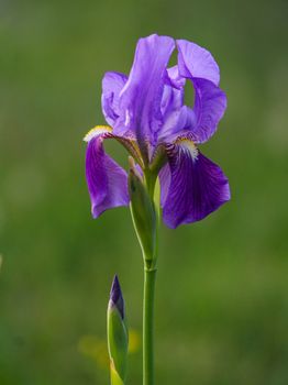 purple iris flower