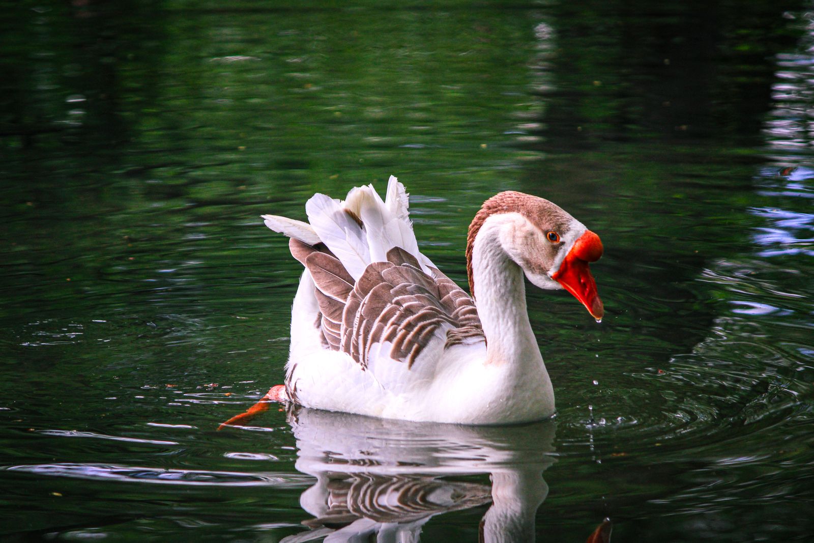 Un cygne blanc sur l’eau claire des sources de Drilon, près de Pogradec, Albanie