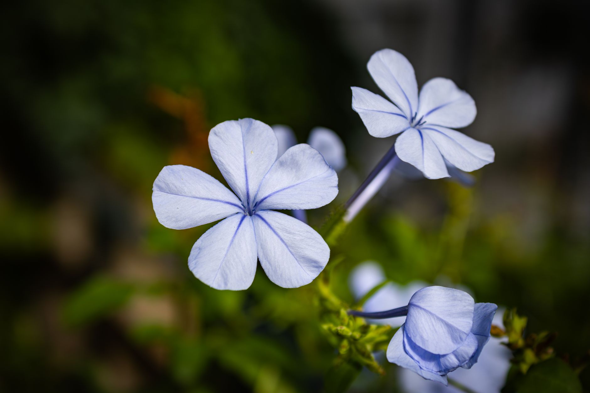 Vivid close-up of blooming blue plumbago flowers in natural daylight, showcasing their delicate petals and vibrant colors. — free online jigsaw puzzle on JigsawPuzzlesFreeOnline.org