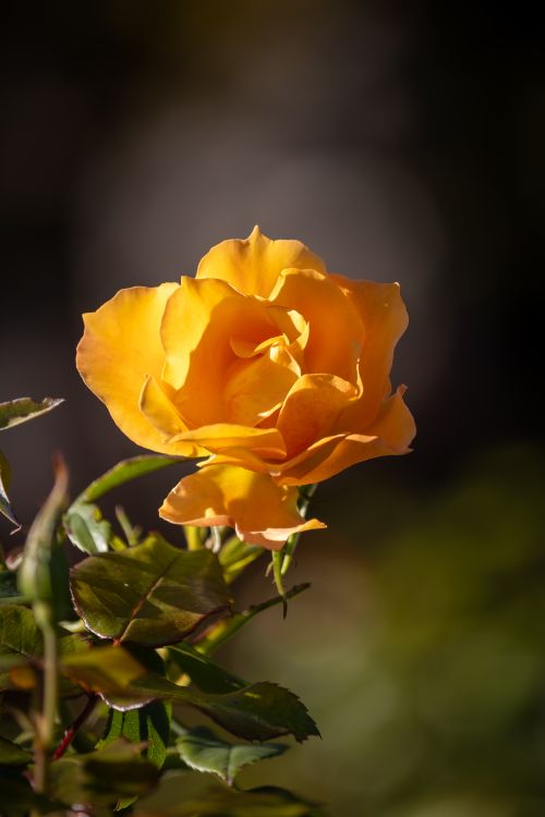 Free Close-up of a bright yellow rose in full bloom, captured outdoors with natural light highlighting its petals. Stock Photo