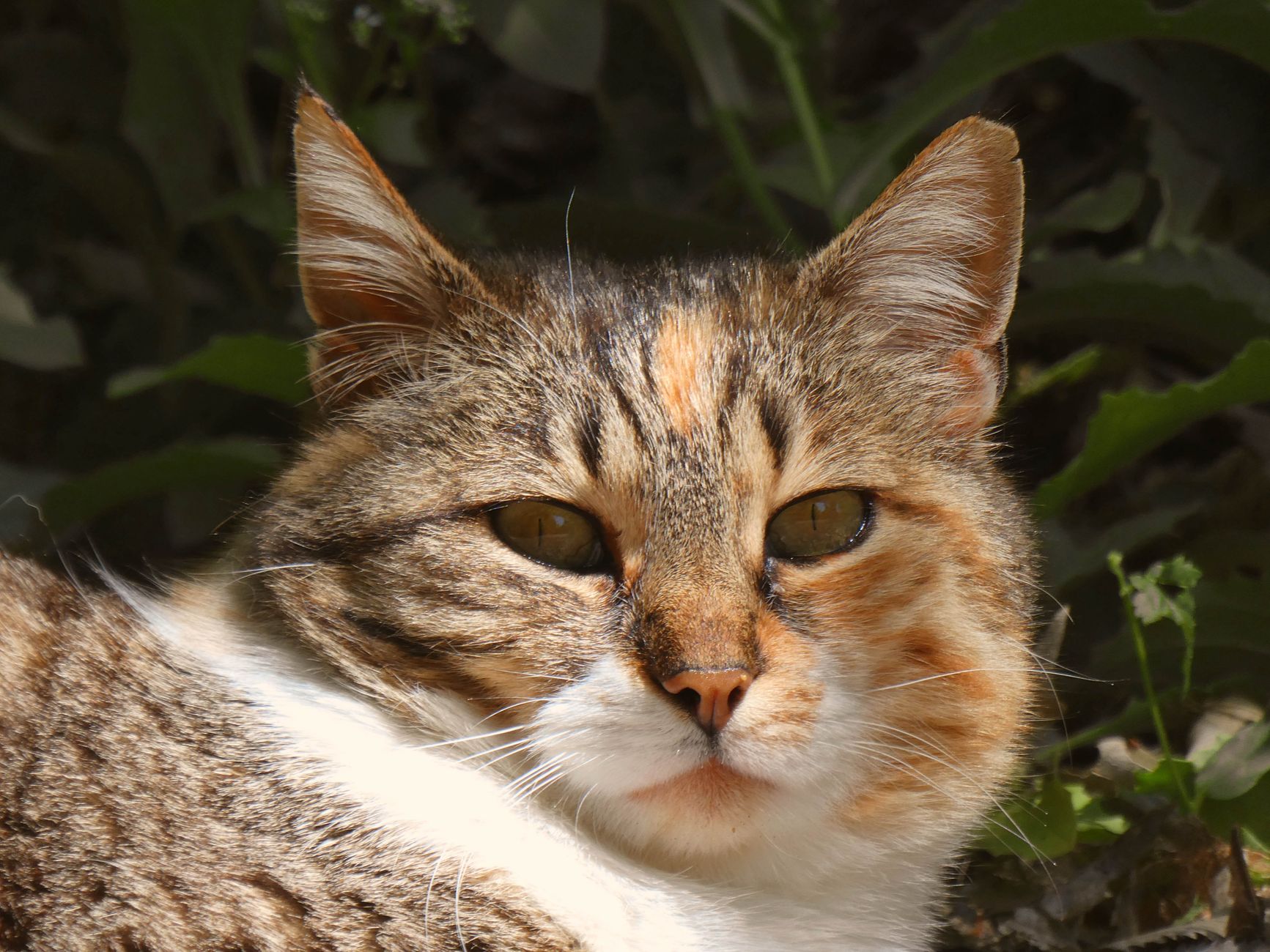 Veterinarian examining a cat during a checkup