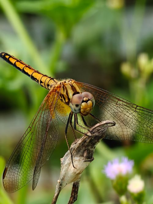 Free Captivating close-up of a colorful dragonfly perched on a twig amidst blurred greenery. Stock Photo