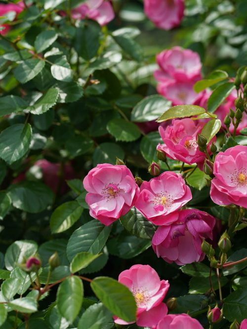 Free Lush garden scene with vibrant pink roses in full bloom, capturing the essence of summer in Hangzhou, China. Stock Photo