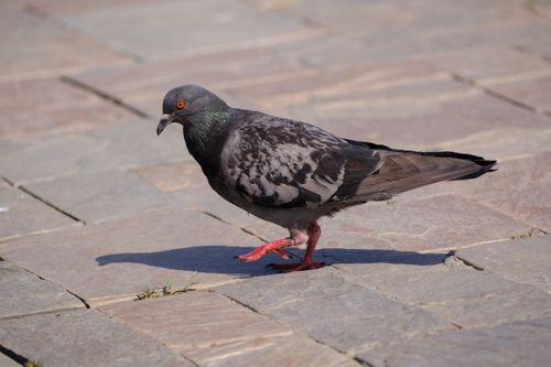 Free Pigeon walking on sunlit pavement in İzmir, Türkiye, with vibrant details. Stock Photo