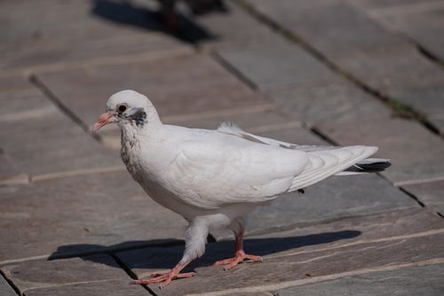 Free A solitary white pigeon strides confidently on a stone pavement in Izmir, Türkiye, captured in natural light. Stock Photo