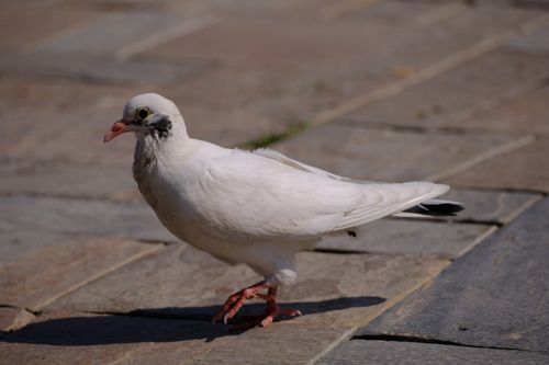 Free A white dove walking gracefully on a stone pavement in İzmir, Türkiye. Stock Photo