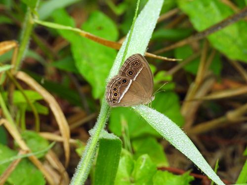 Free Jungle Glory butterfly perched on a dewy leaf in Gampaha, Sri Lanka's lush greenery. Stock Photo
