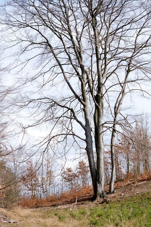 Scenic Winter Landscape with Bare Trees · Free Stock Photo