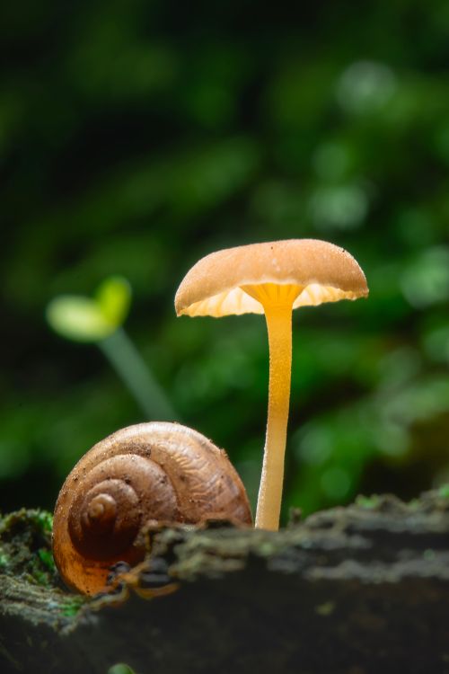Free Close-up of a mushroom and snail on a log, showcasing natural textures in Hualien County, Taiwan. Stock Photo