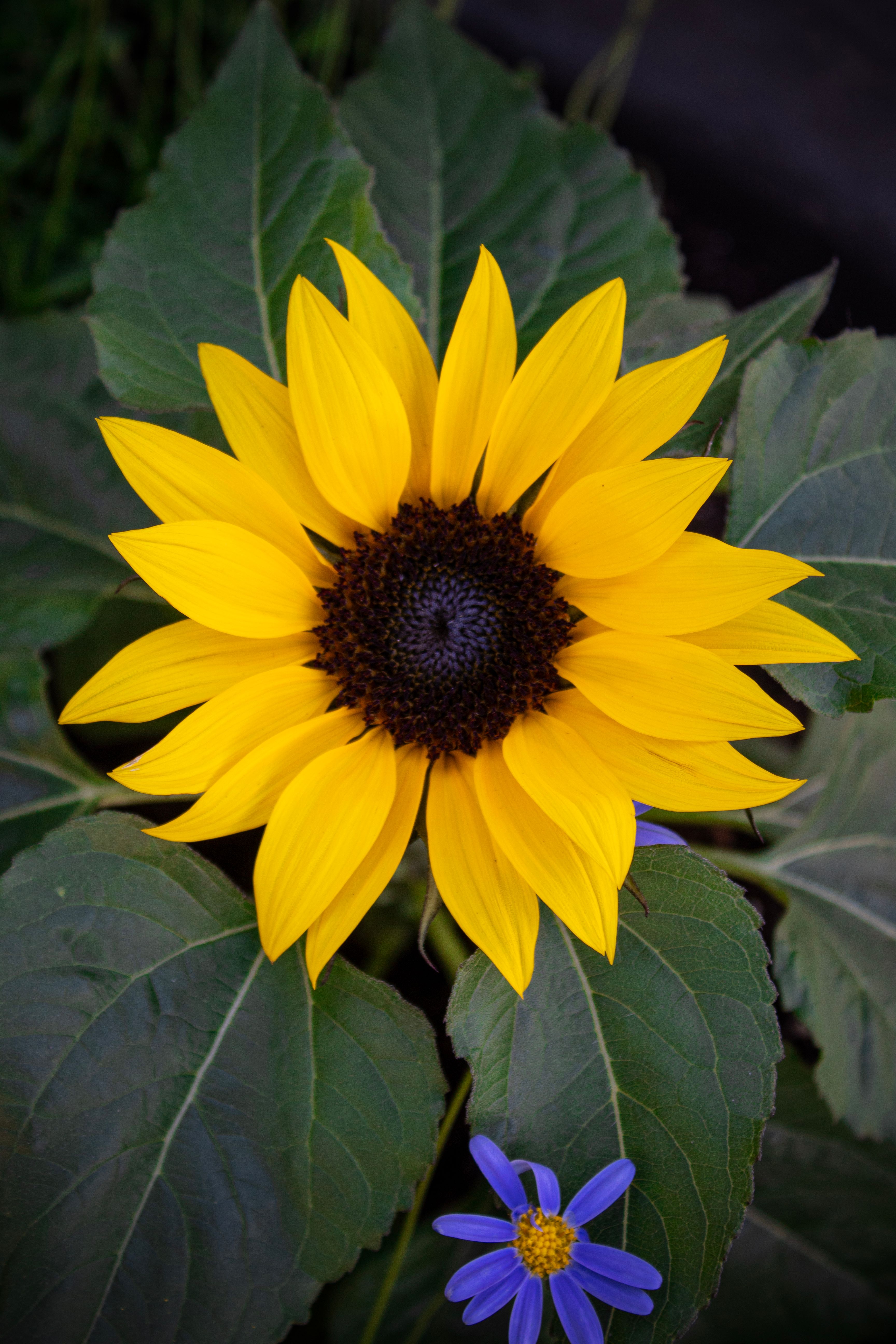 A vibrant sunflower blooms amidst lush green leaves in a serene Italian garden.