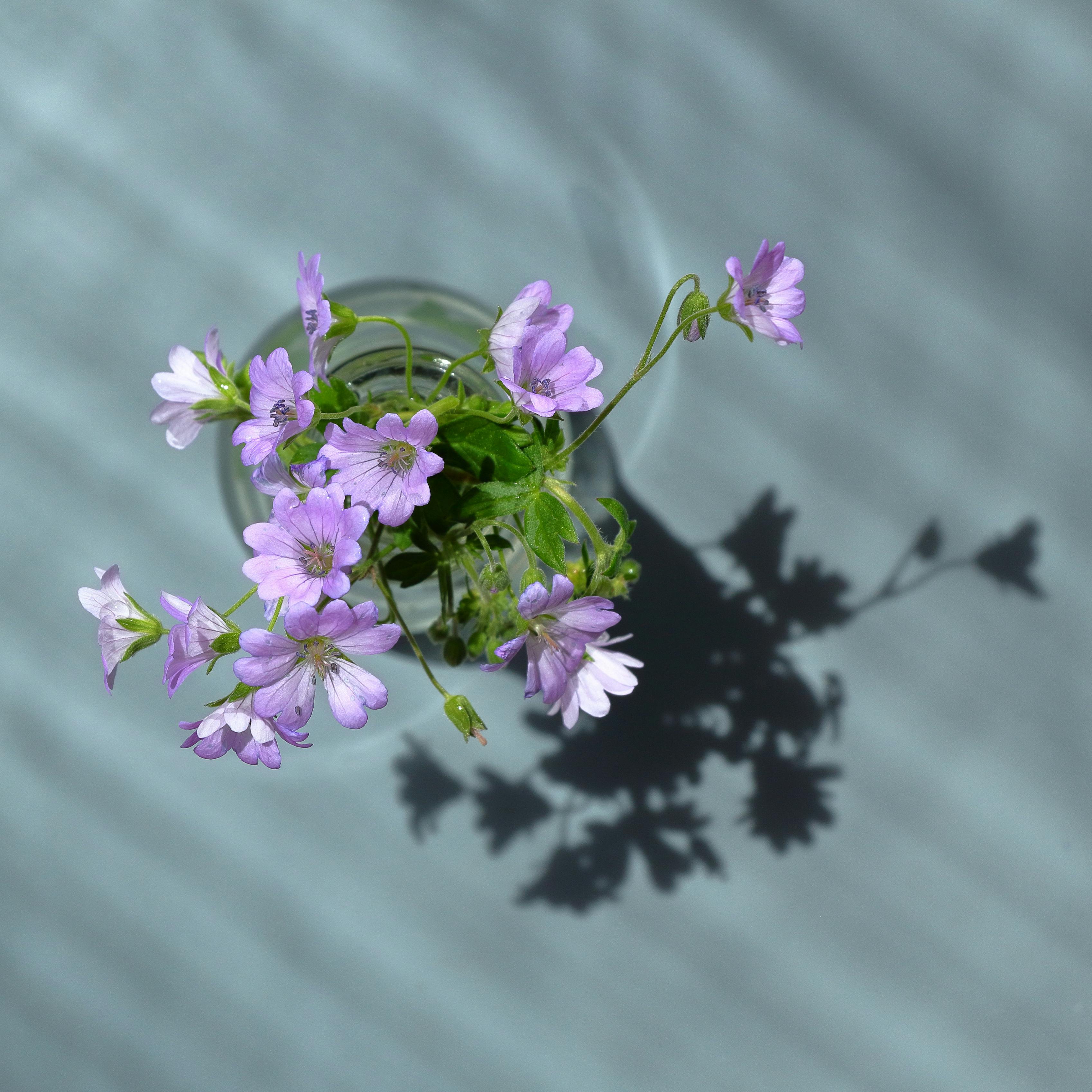 [ColoSach]-elegant-top-down-view-of-vibrant-purple-flowers-in-a-glass-vase-casting-a-soft-shadow.