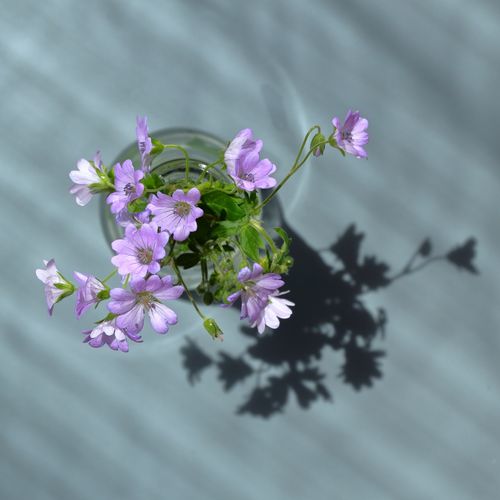Free Elegant top-down view of vibrant purple flowers in a glass vase casting a soft shadow. Stock Photo