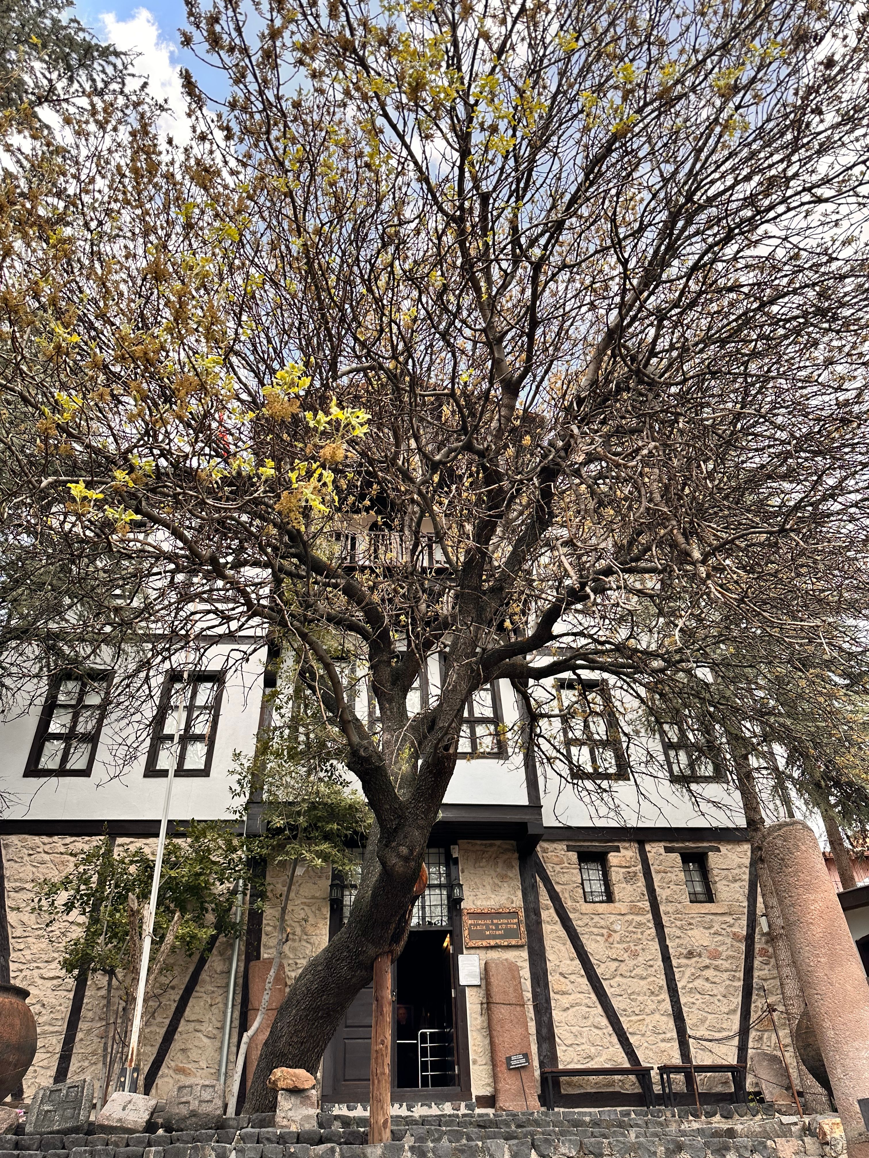 Leafless tree in springtime in front of a historic building with white windows and stone facade.