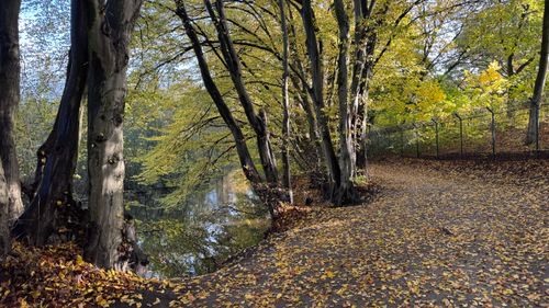 Free A peaceful autumn scene with a tree-lined pathway and calm lake reflecting fall foliage. Stock Photo