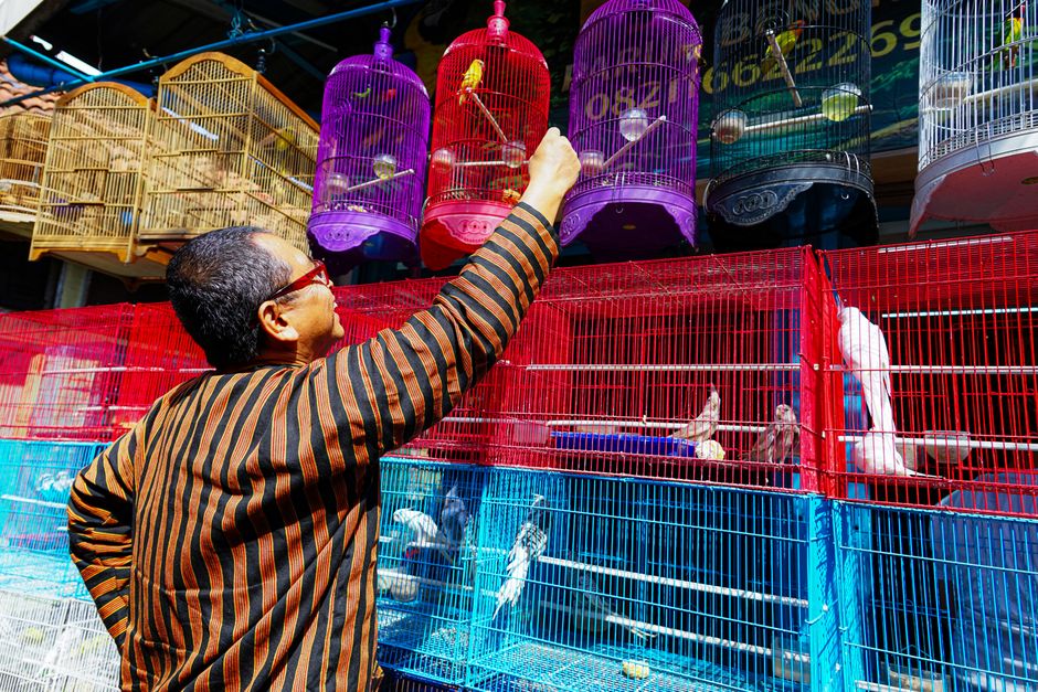 A man wearing traditional attire feeds birds in colorful cages at an outdoor Indonesian market. A man wearing traditional attire feeds birds in colorful cages at an outdoor Indonesian market.