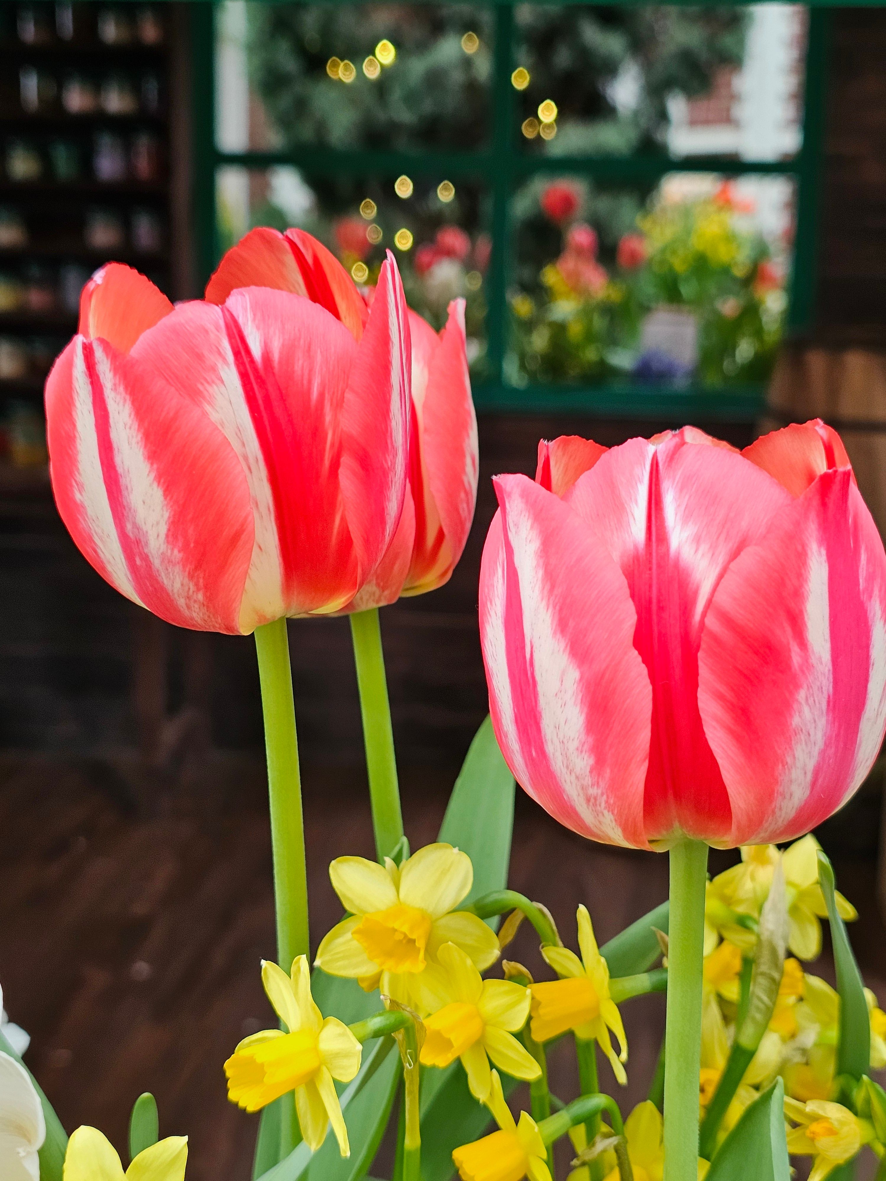 Vibrant pink tulips and yellow daffodils indoors with blurred garden view.
