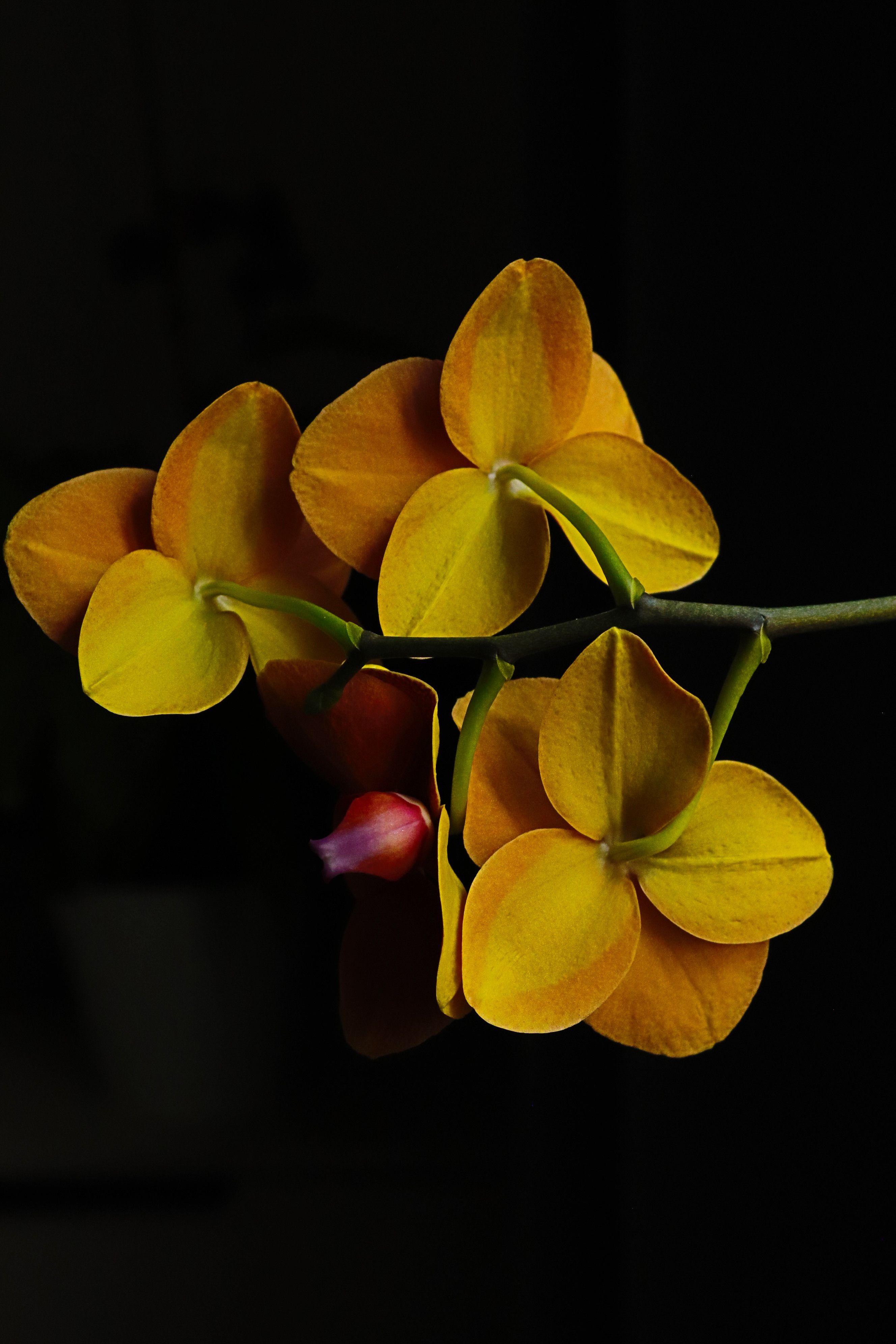 Close-up of vibrant yellow orchids on a dark background, highlighting their rich color and delicate petals.