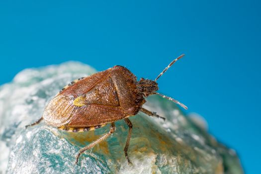 Brown and Black Insect on Rock