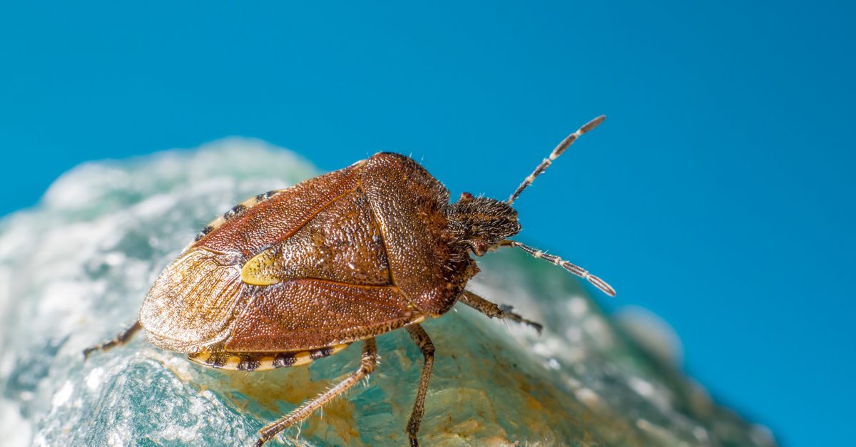 Rock Insects Brown and Black Insect on Rock · Free Stock Photo