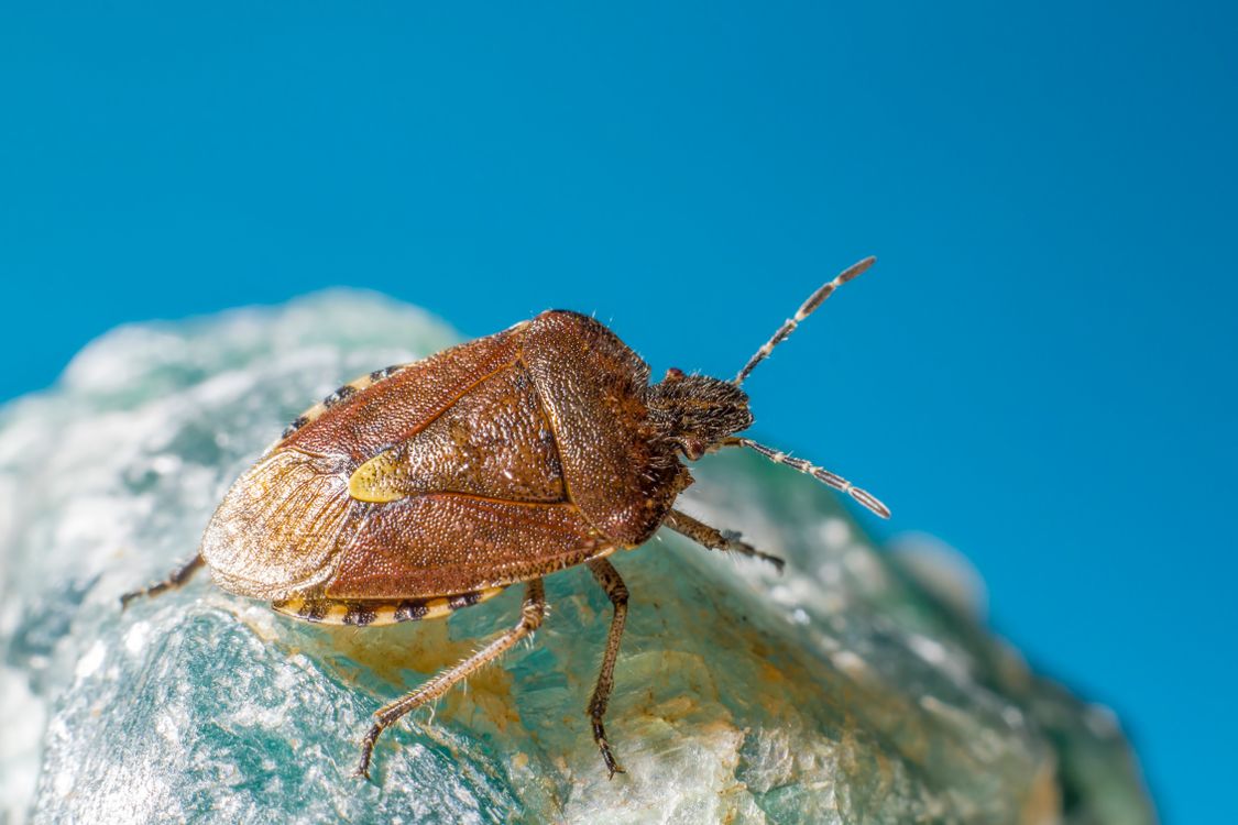 Rock Bug Insect Brown and Black Insect on Rock · Free Stock Photo