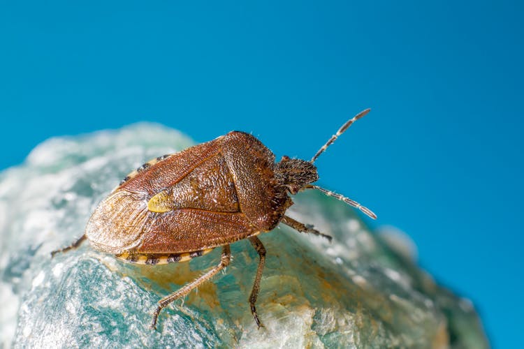 Brown And Black Insect On Rock