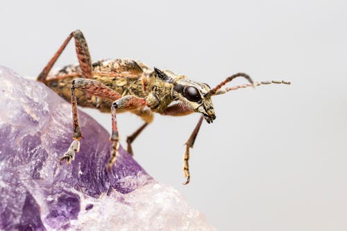 Brown and Black Insect on Purple Flower