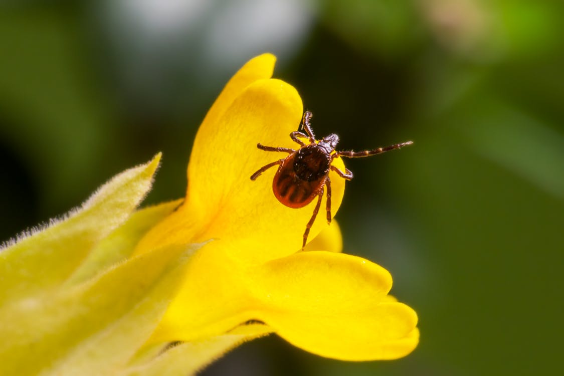 Ücretsiz Sarı çiçekte Böceğin Makro Fotoğrafçılığı Stok Fotoğraflar