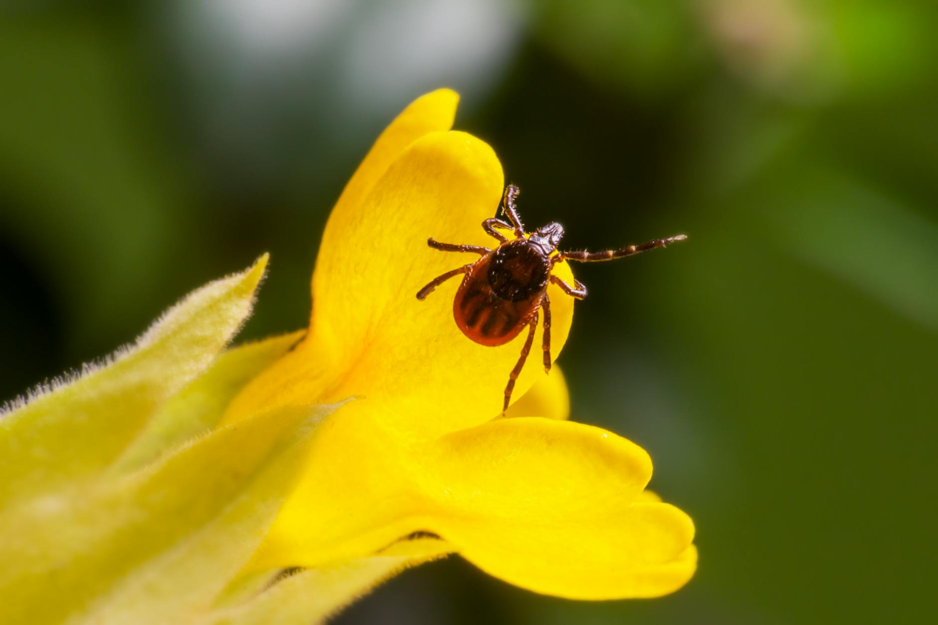 https://www.pexels.com/photo/macro-photography-of-insect-in-yellow-flower-3760420/