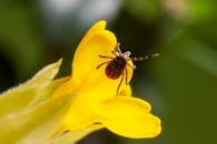 Macro Photography of Insect in Yellow Flower