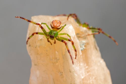 Green Spider in Close-Up Photography