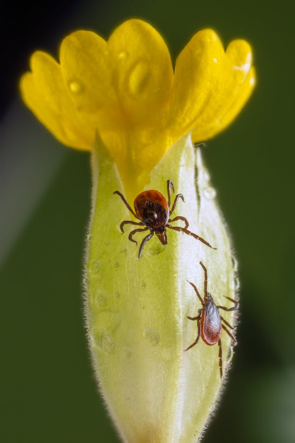 Brown and Black Ticks on Yellow Flower