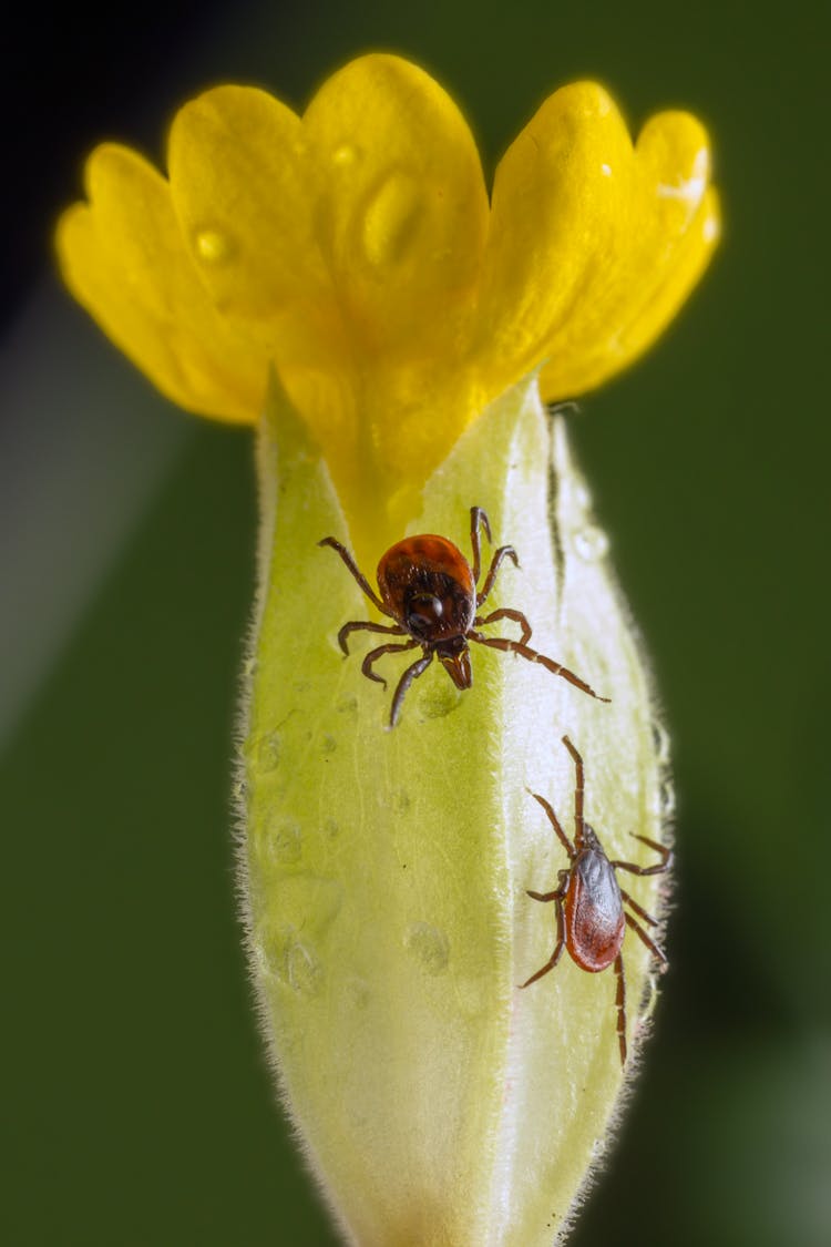 Brown And Black Ticks On Yellow Flower