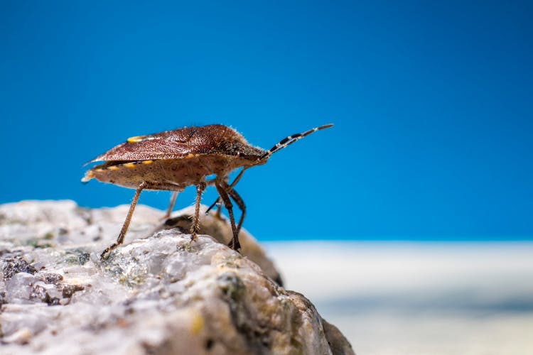 Brown And Black Insect On Gray Rock