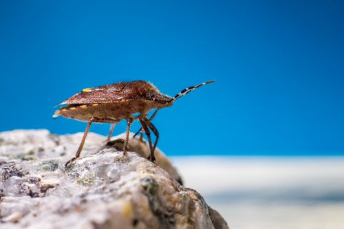 Free Close-up macro photography of a brown insect on a rock under a clear blue sky. Stock Photo