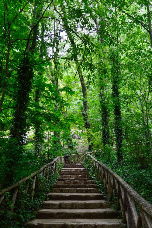 Free Peaceful wooden staircase leads through dense, lush forest scenery, embodying tranquility and nature's beauty. Stock Photo