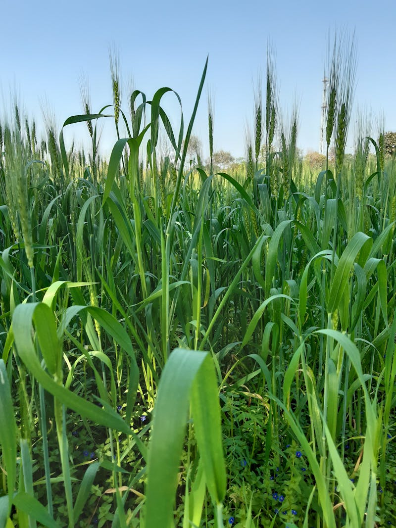 Portret manager proiect