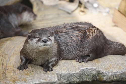 Free Cute otter peacefully resting on a rock, showcasing wet fur texture and natural setting. Stock Photo