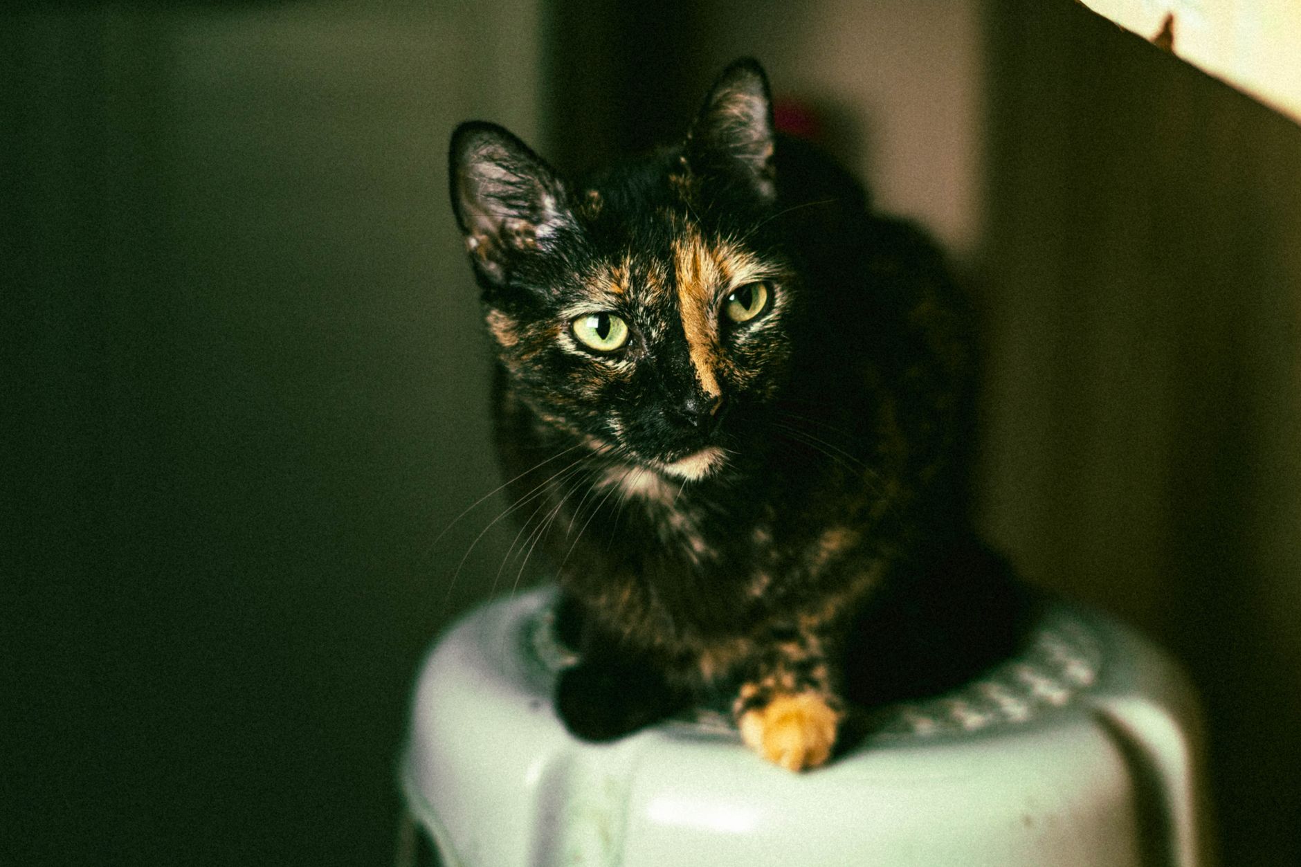 Close-up of a tortoiseshell cat with green eyes sitting on a stool indoors.