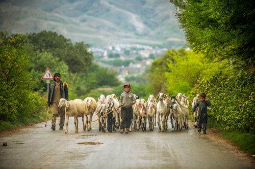 Free Scenic rural scene with shepherds and goats on a mountain road, capturing dailylife and nature. Stock Photo