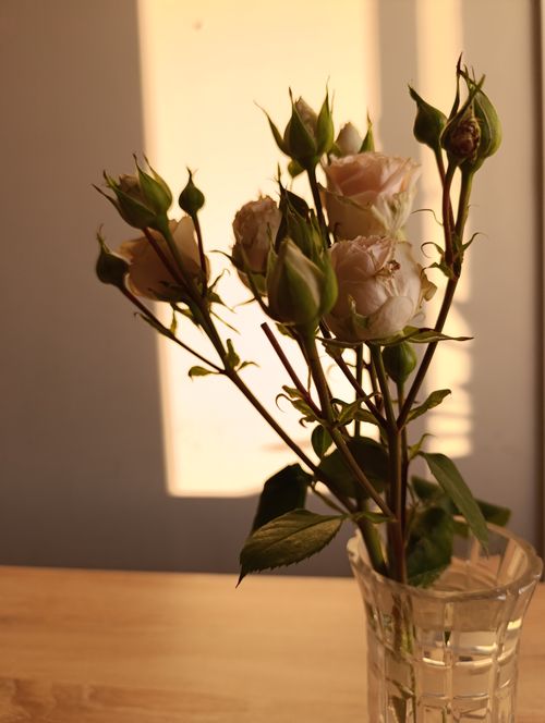 Free A bouquet of white roses in a glass vase, beautifully lit by the warm sunset glow. Stock Photo