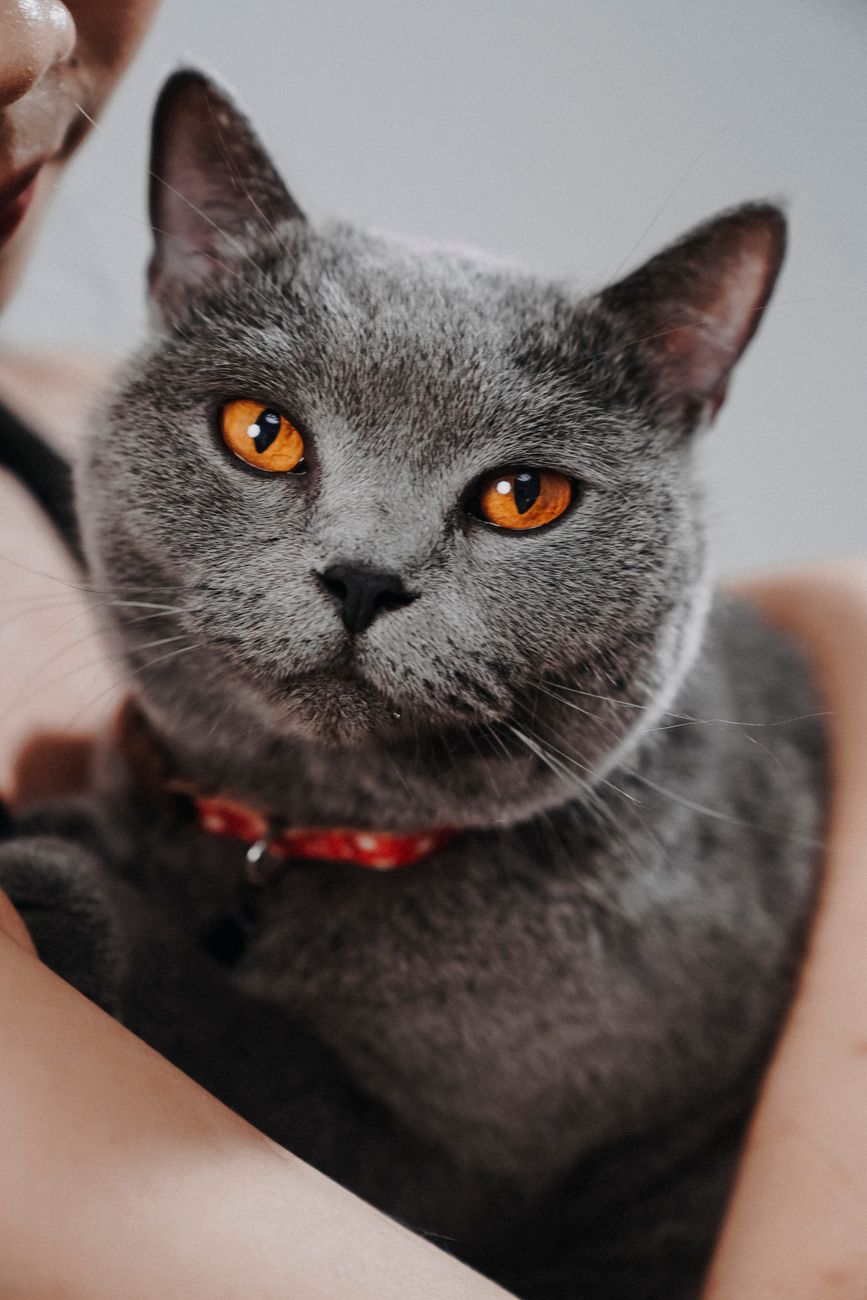 Gray cat with striking orange eyes held gently in human arms, conveying warmth and affection.