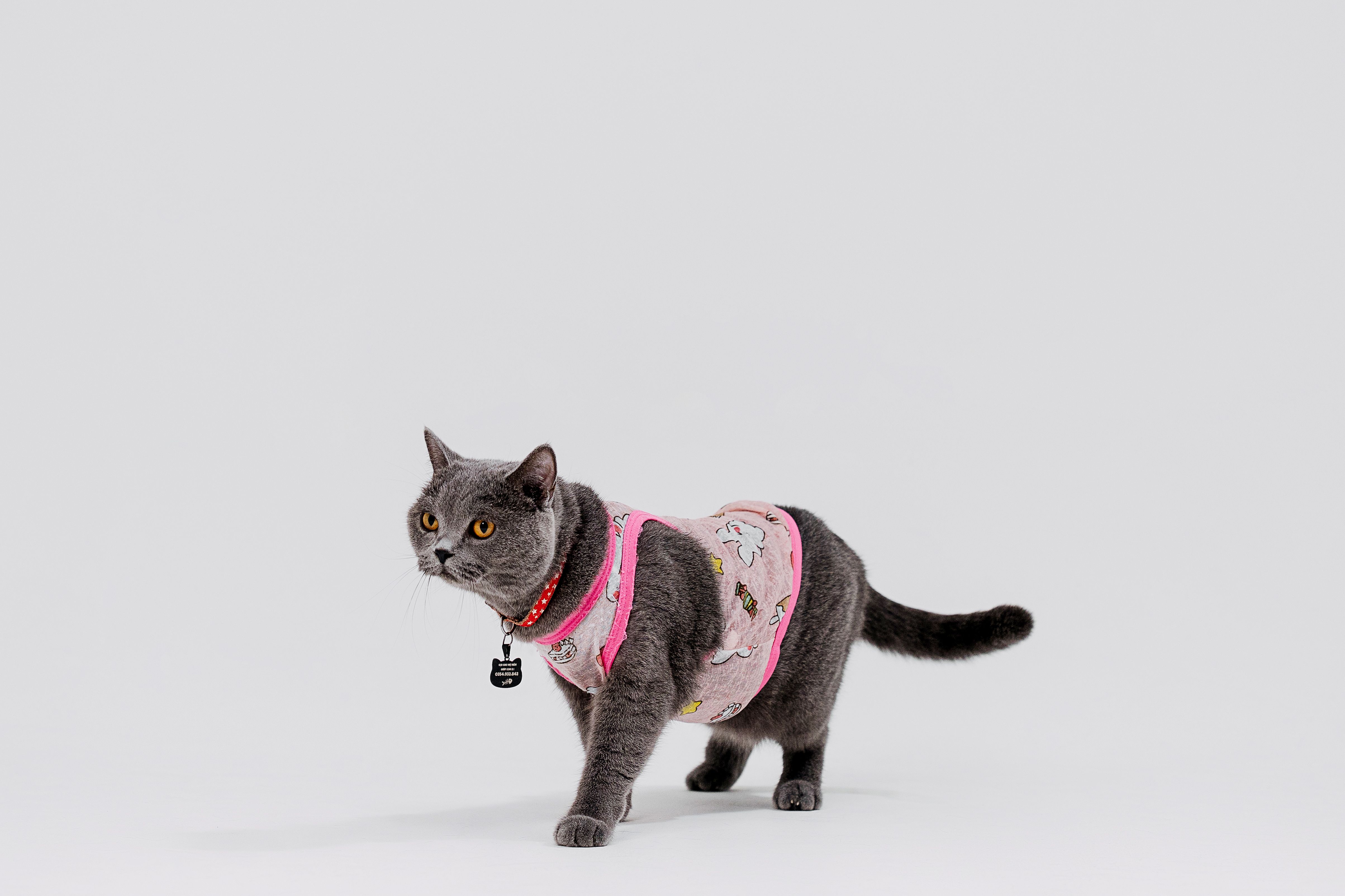 A British Shorthair cat wearing a cute pink outfit, captured in a modern style.