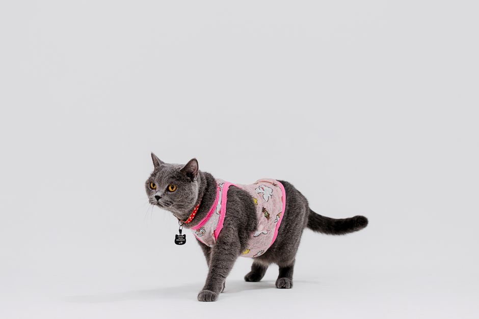 A British Shorthair cat wearing a cute pink outfit, captured in a modern style.