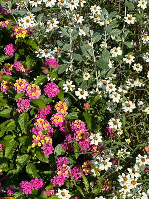 Free Colorful garden scene featuring lantana and white daisies in full bloom during daytime. Stock Photo
